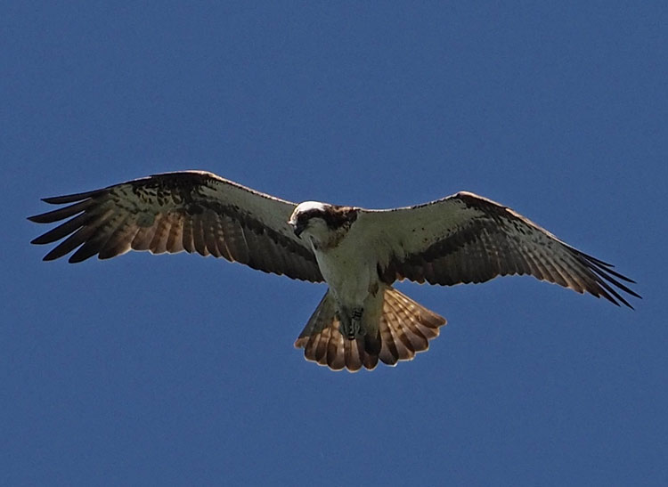 Fischadler, Pandion haliaetus